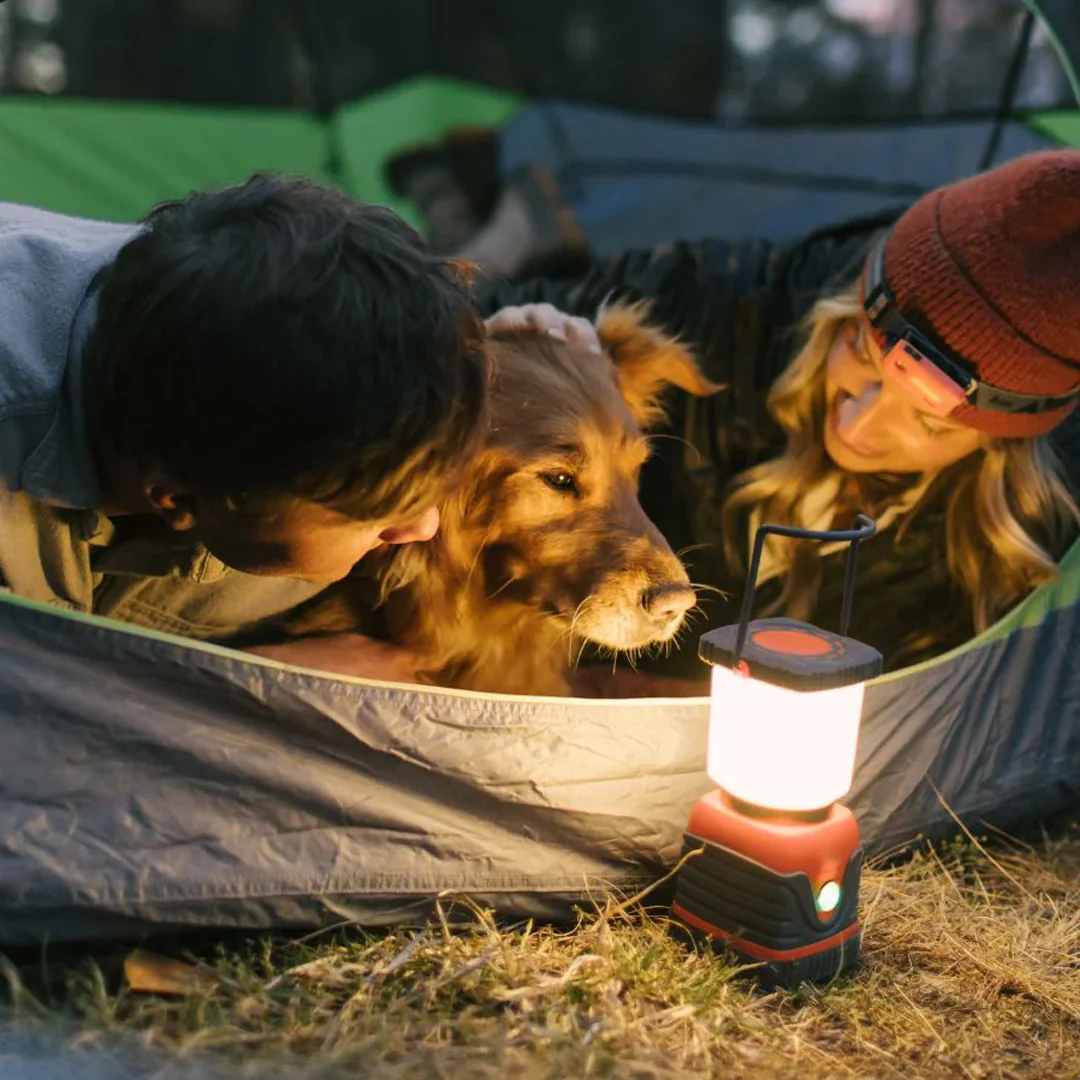 dog_b9288839-55d9-449a-af6f-15d7378d6b3d